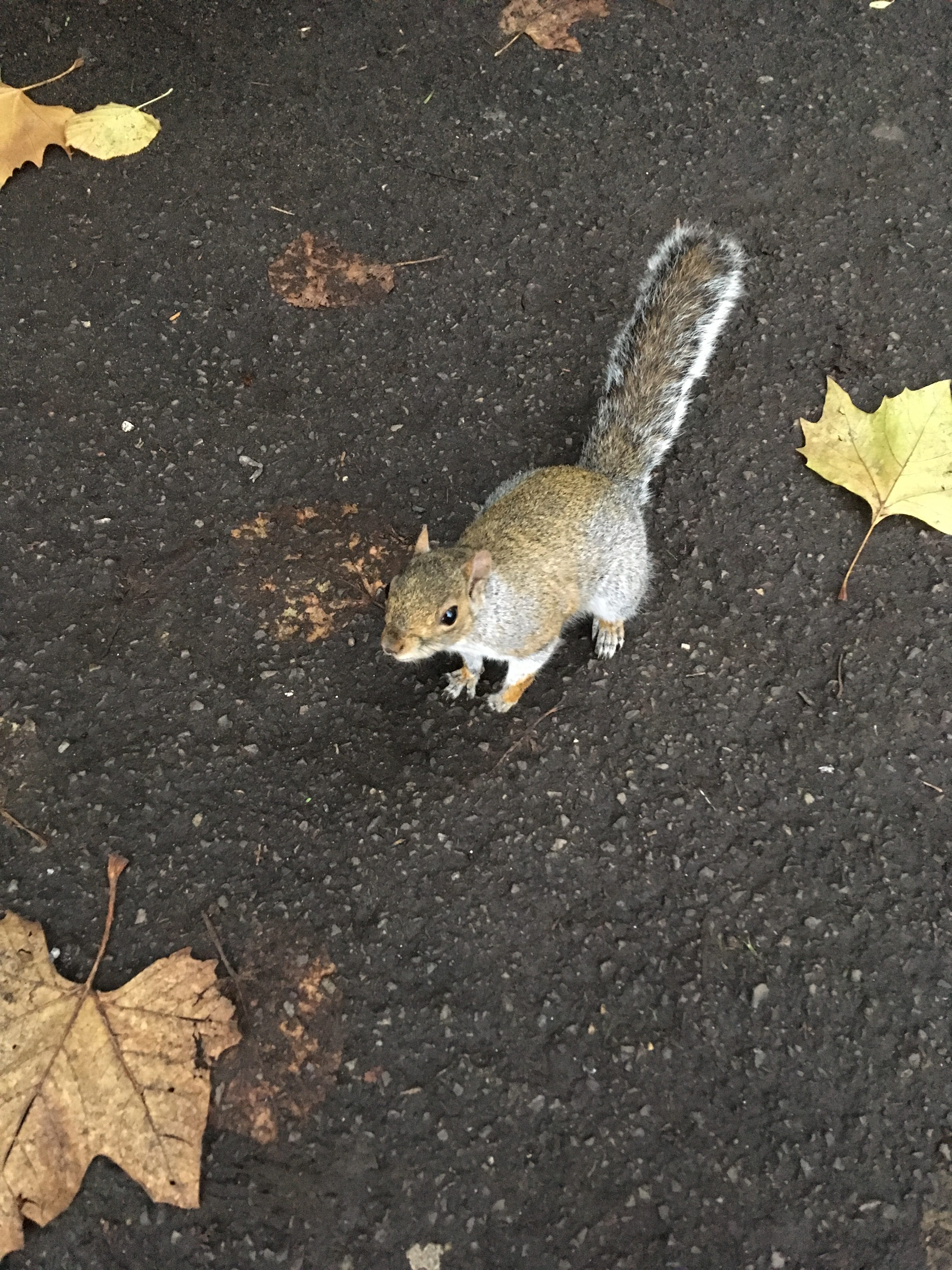 An up close photo I took on my walk of a squirrel.