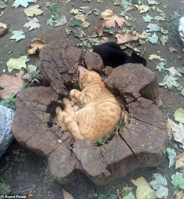 A cat curled up into a tree stump.
