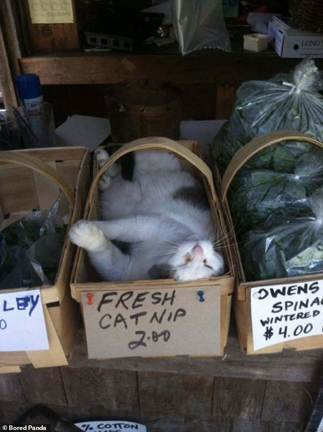 A cat in a box with a handle on it, in what looks like a garage sale type of stall. The box reads 'fresh catnip 2.00'.