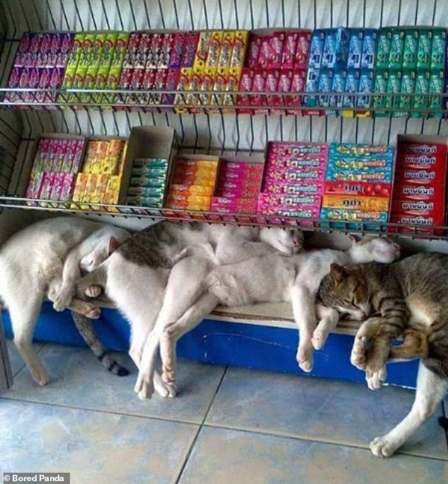 Several cats lying next to each other and on each other on the bottom shelf in a shop. Above them are metal racks holding sweets.
