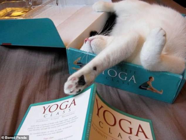 A cat awkwardly lying in a small box that the owner had their yoga video and book delivered in. The box says 'yoga' and there's a yoga book beside it.