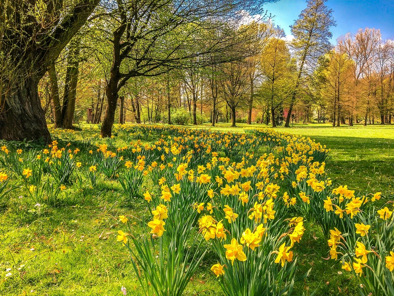 An image of a large grassy green park full of tall trees and yellow daffodils in spring.