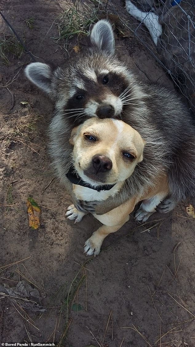 A close up photo from above of a dog being hugged by a raccoon.