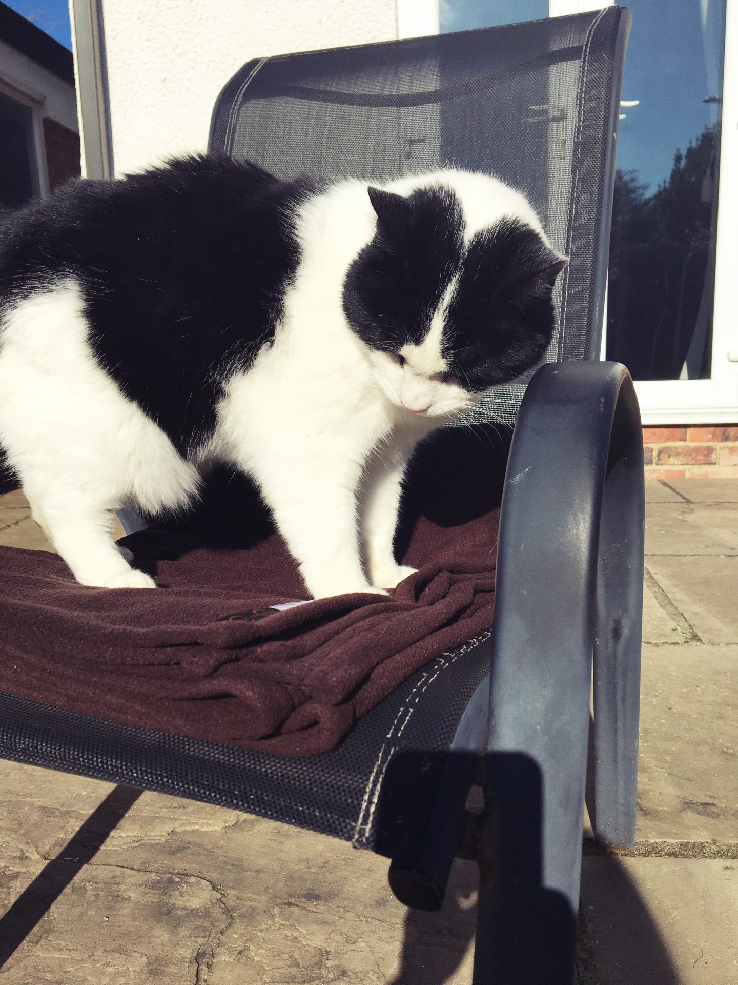 A photo of a chair outside on my patio in the garden. The Copper Clothing blanket I was gifted to review is on the chair folded up. My black and white cat is standing on it, looking down as if assessing how lovely and soft his new blanket is.