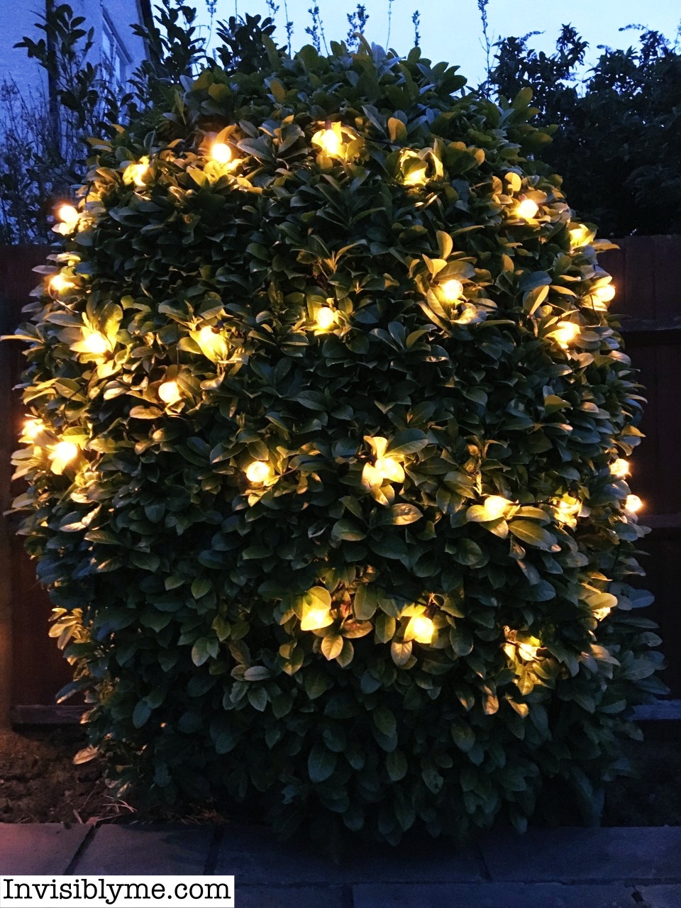 A photo taken of the large green leaf bush in the garden in the evening. It's still somewhat light outside. The GlobaLink lights have been strung around the plant and lit up.