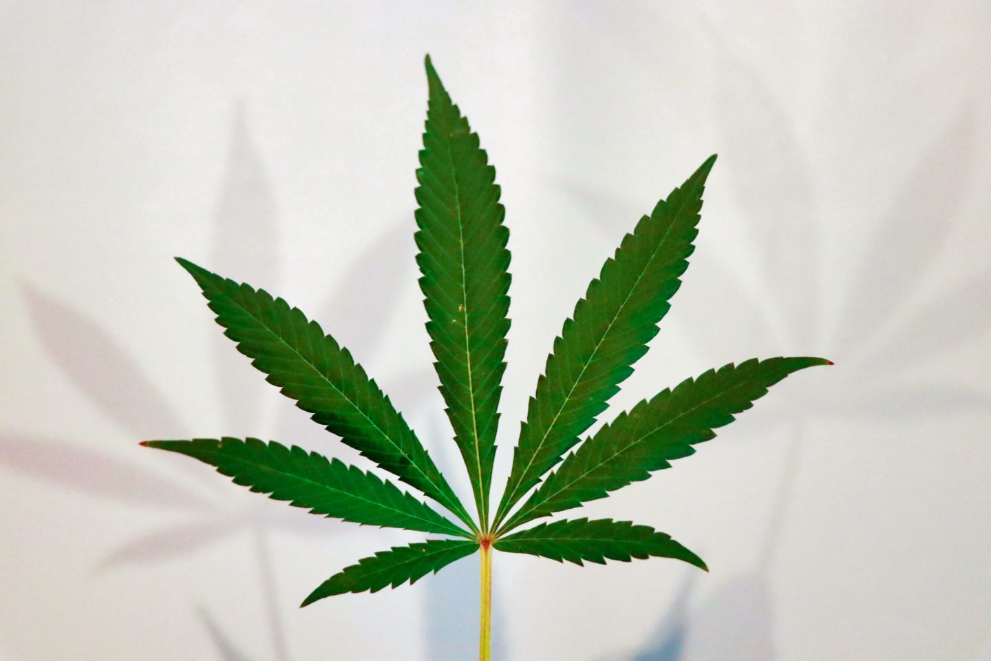 A photo of a green cannabis leaf held up against a white background.