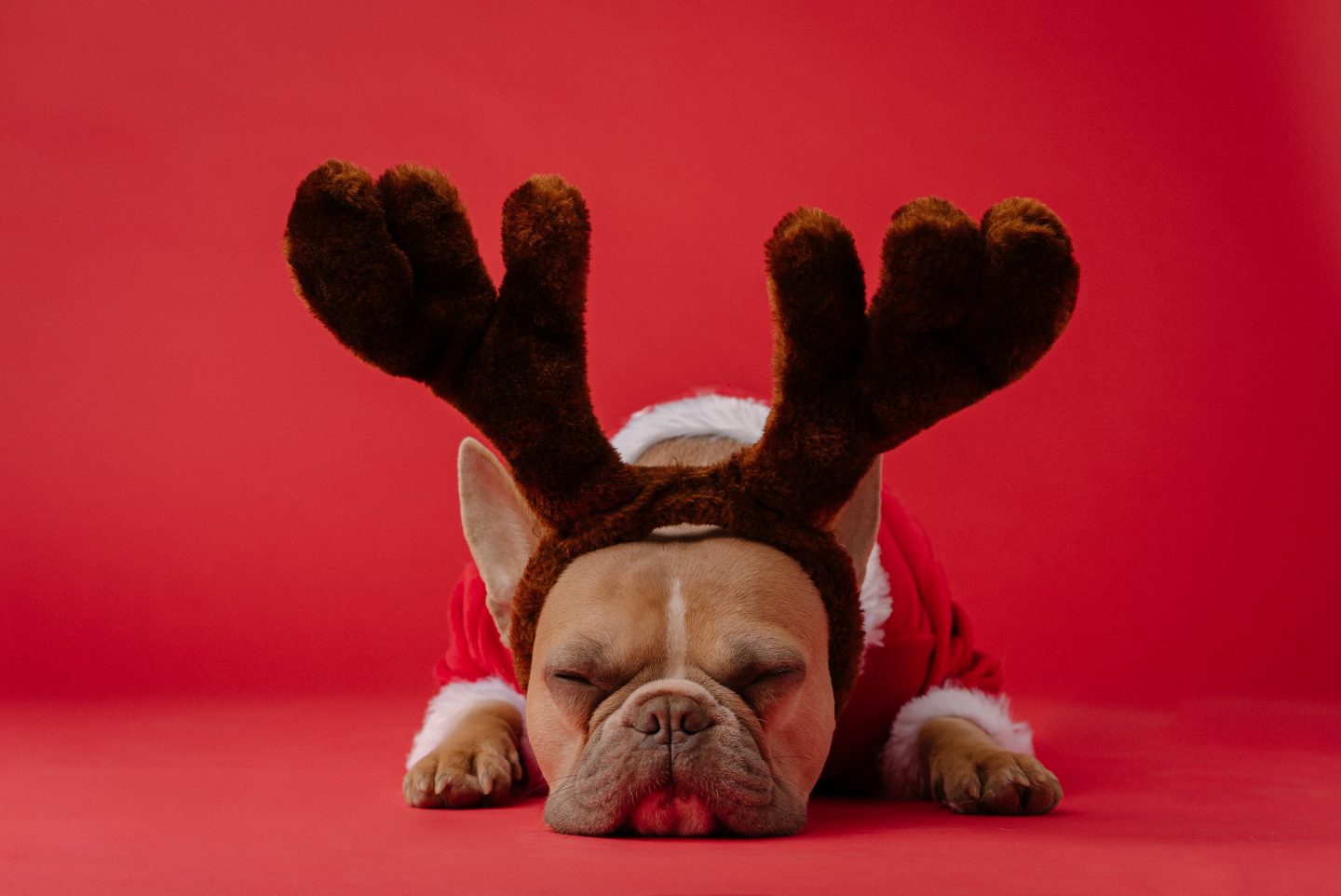 A photo of a dog in a Santa jumper and large fluffy Antlers. He looks grumpy as he sleeps. The background is red.