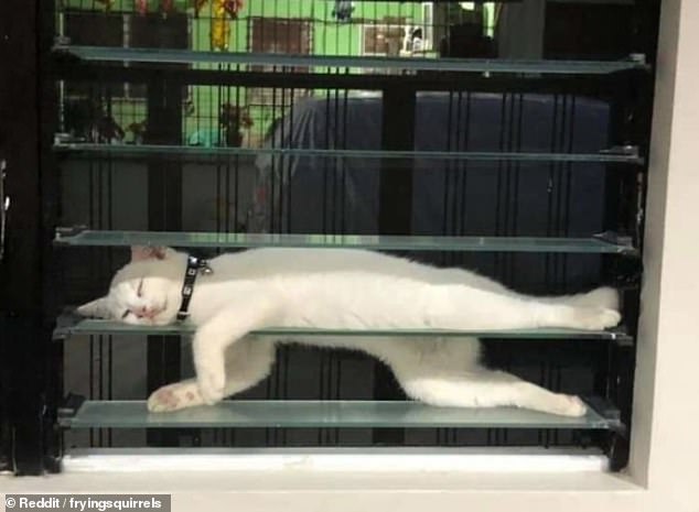A cat is lying asleep horizontally between glass slats in a window, his lower legs dangling onto the slat below.