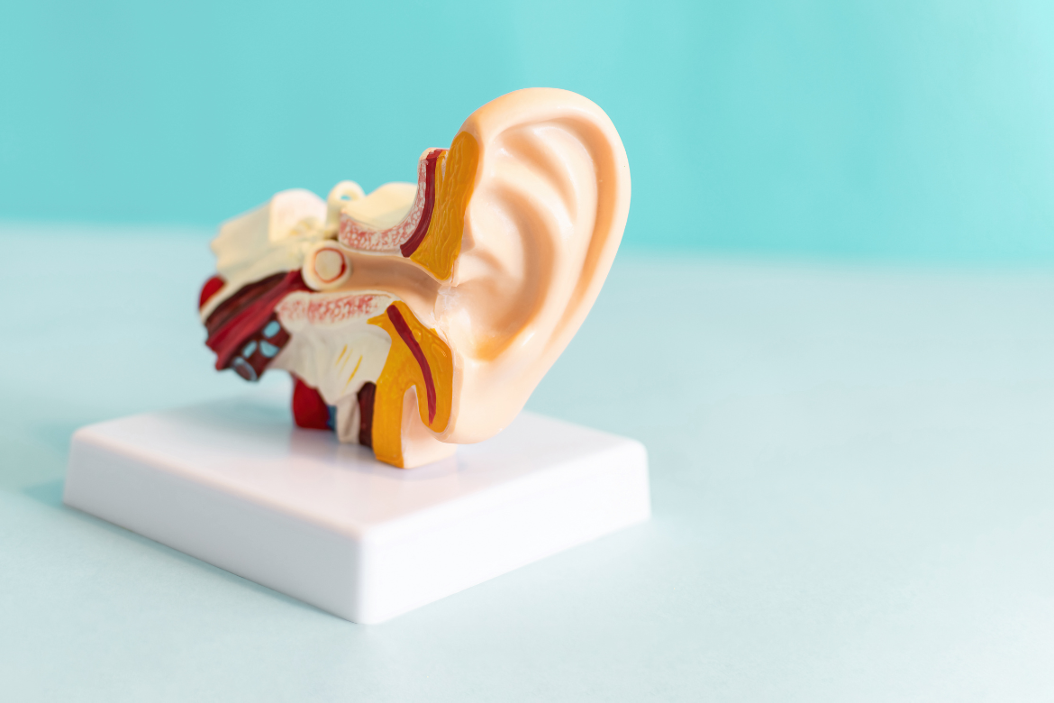 A model ear with cut-out slice to show the workings of the inner ear.